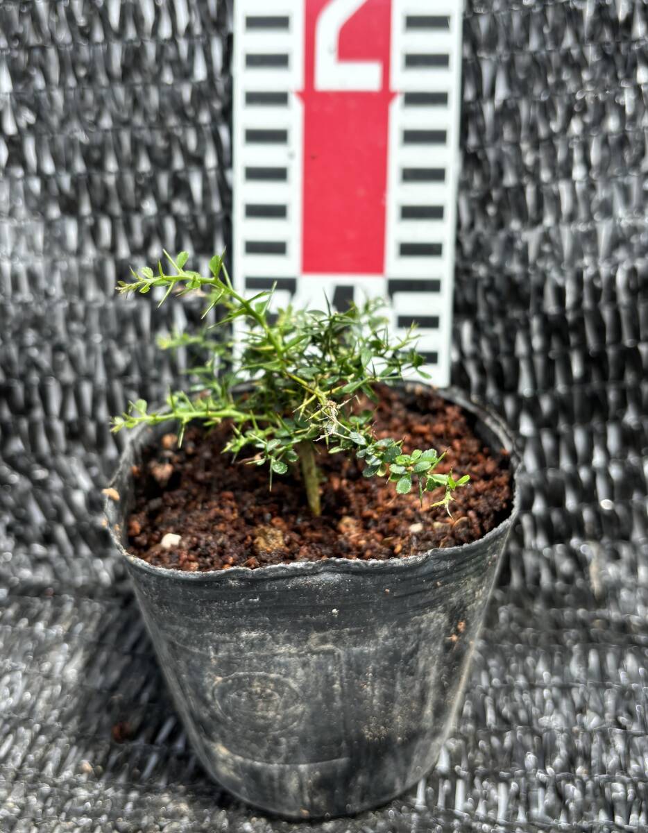 ★フィンガーライム 実生 1苗 B