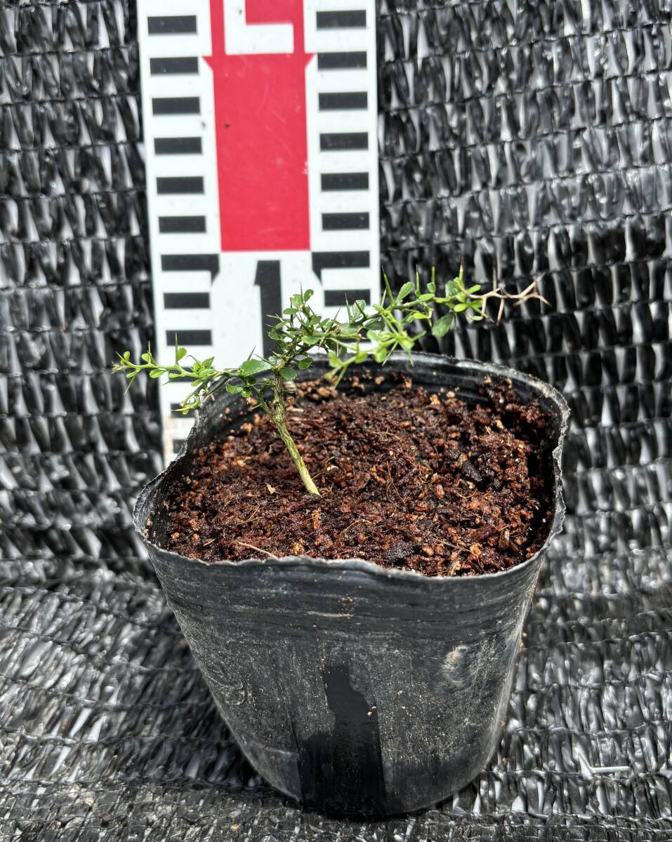 ★フィンガーライム 実生 1苗 　A