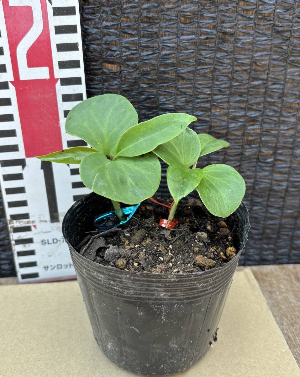 ★布福娜 黒老虎 赤、グリーン 実生１年生2苗セット