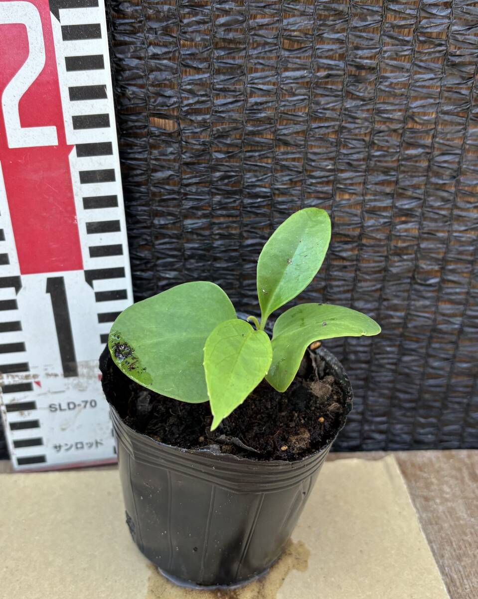 ★布福娜 黒老虎 赤色　 実生１年生1苗