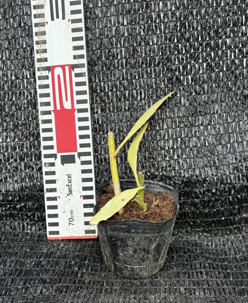 月下美人挿し2苗