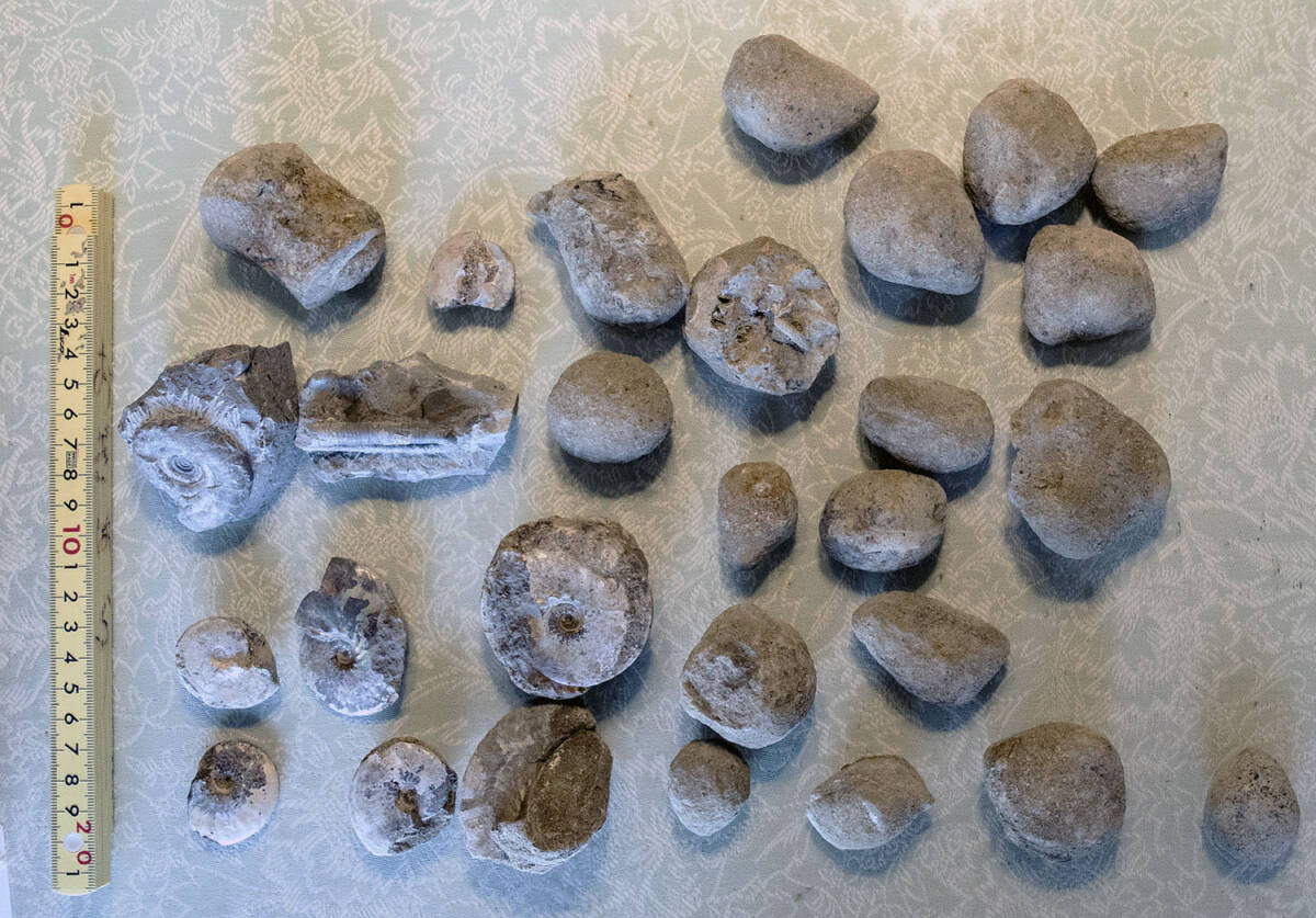 メタプラセンチセラス　アンモナイト　遠別　未クリーニングのノジュール多数