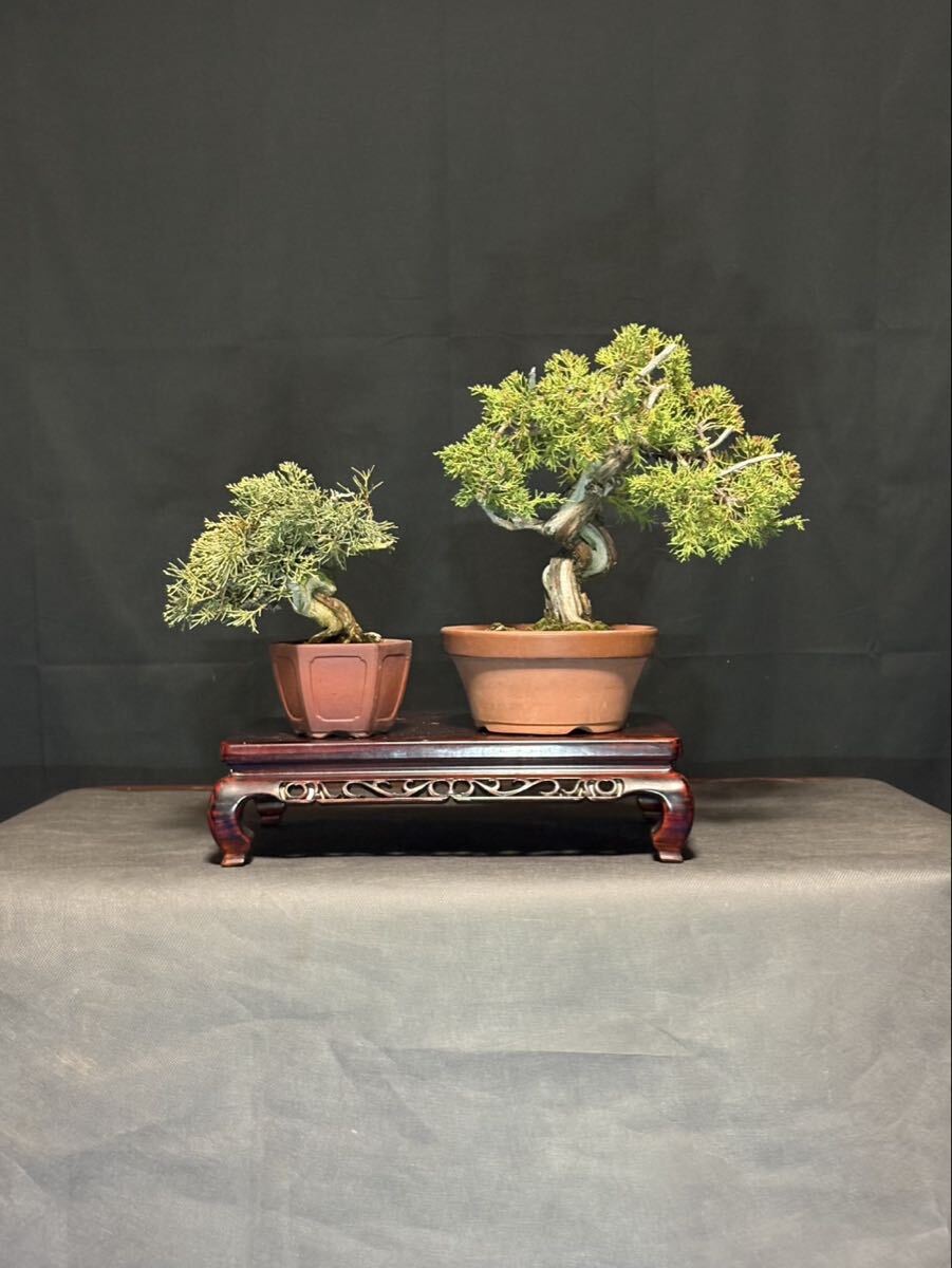 糸魚川真柏 真柏 ミニ盆栽 盆栽　小品　小品盆栽　神　舎利　捻転　2本セット　優良素材