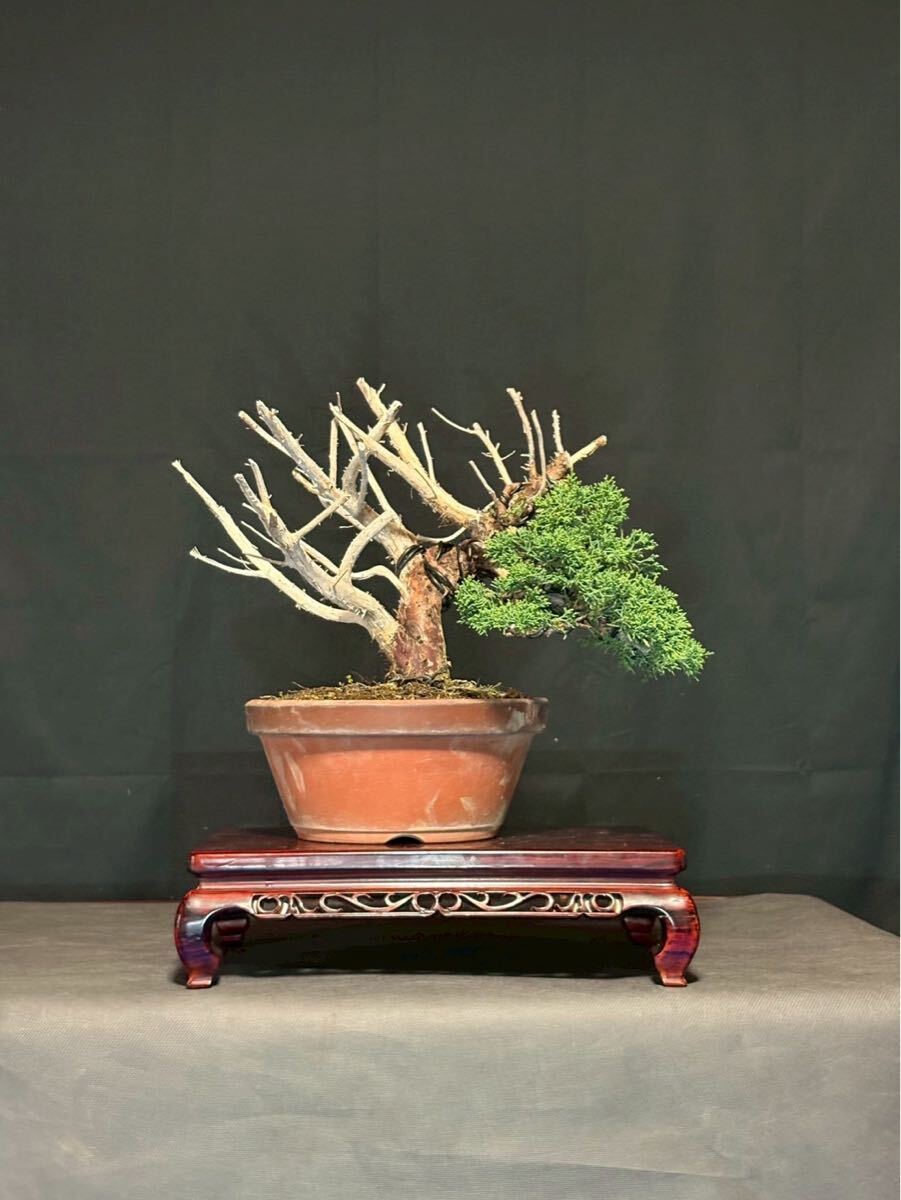 真柏盆栽 捻転シャリ幹 真柏 盆栽 小品盆栽　紀州真柏　素材