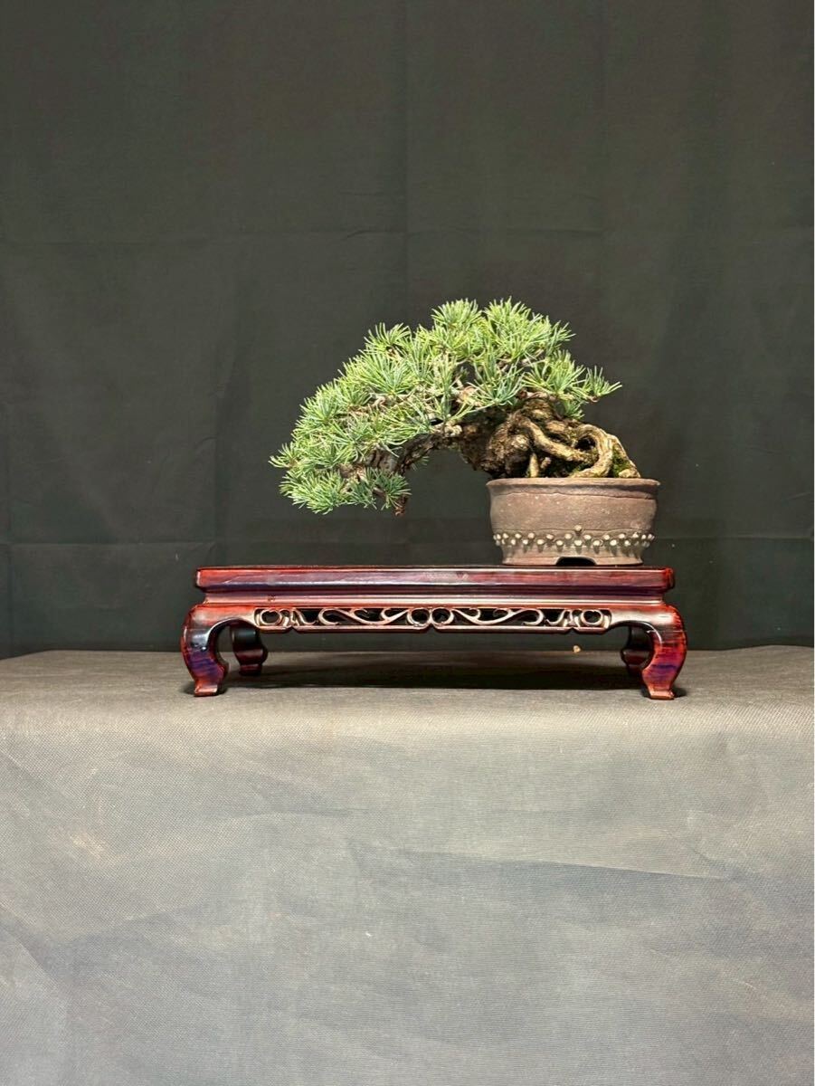 山採り 五葉松 山樹 山採盆栽 古木 盆栽　小品　小品盆栽　逸品　即展示会　