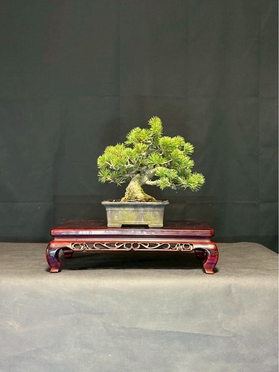瑞祥　小品　小品盆栽　優良素材　極小葉　古木　人気品種 盆栽 模様木 五葉松
