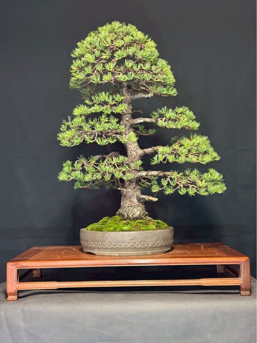五葉松 八房五葉松 古木 盆栽　極小葉　模様樹　盆栽リース　盆栽レンタル