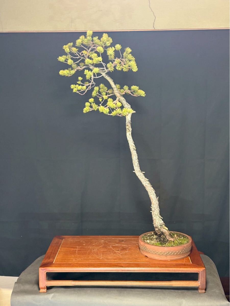 五葉松 山採り 古木 極小葉 大型 日曜終了 盆栽 大品 盆栽レンタル　盆栽リース　文人　展示会