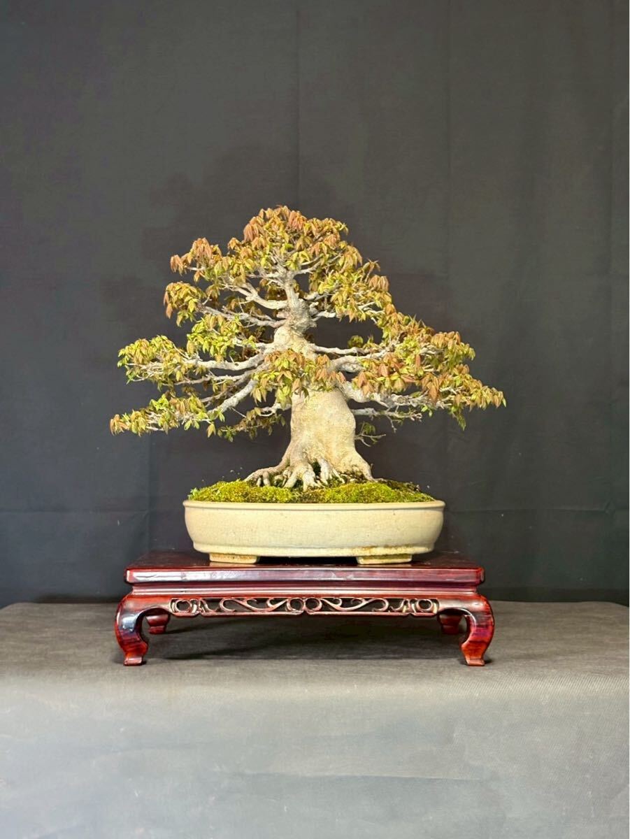 楓　中品　 盆栽 極小葉 太幹　模様樹　即展示会