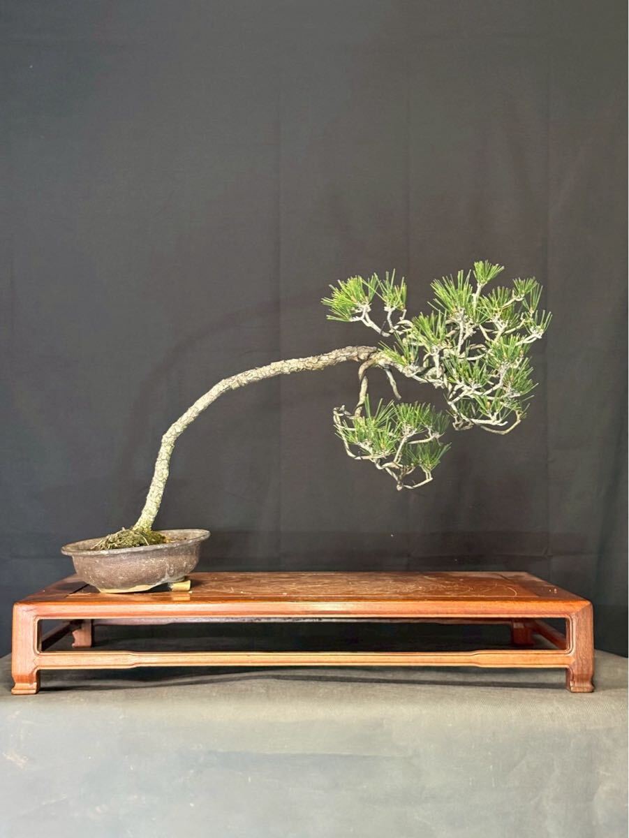 赤松 山樹 山採り 盆栽 古木　文人