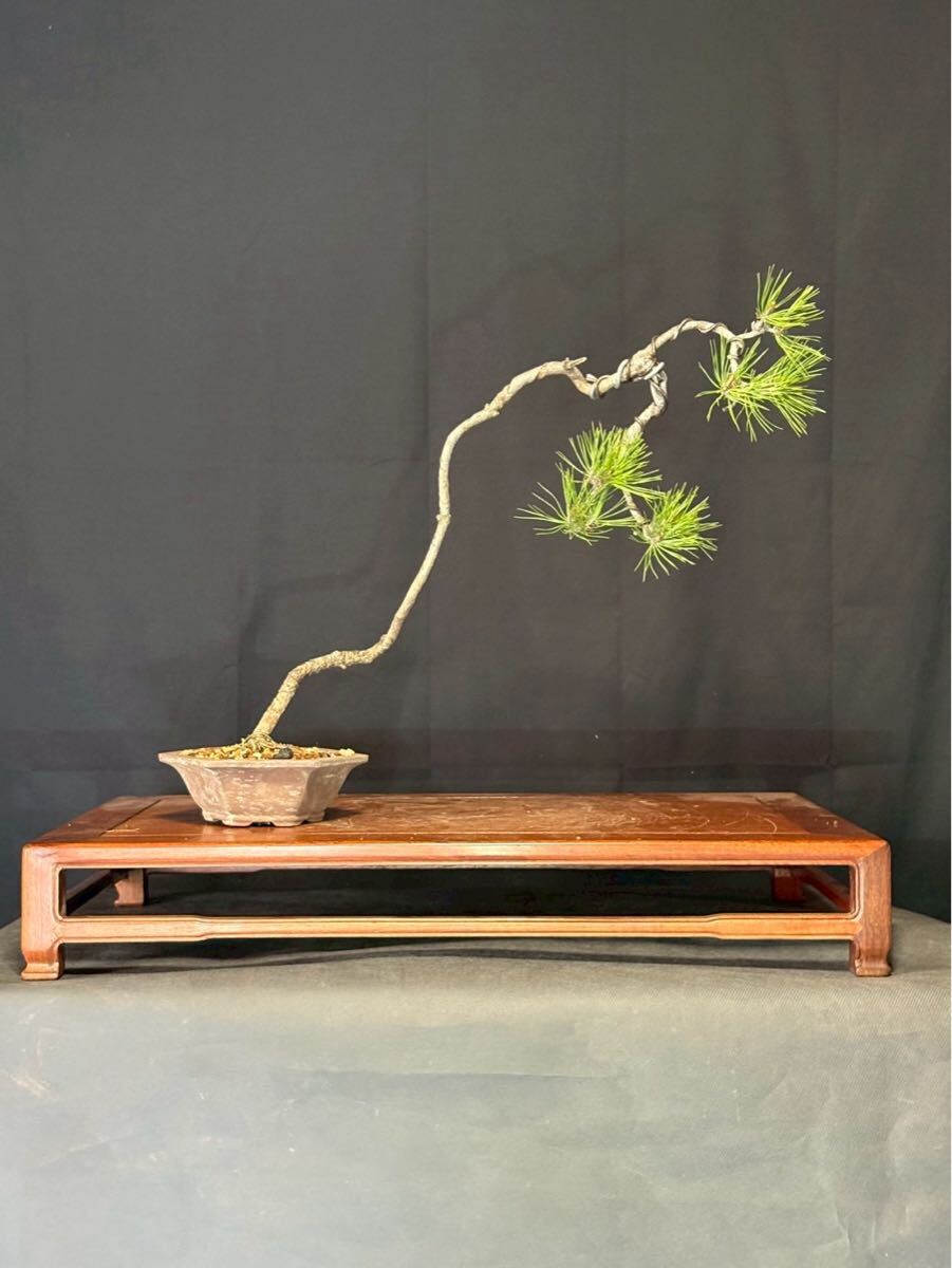 赤松 盆栽 文人 古木　優良素材