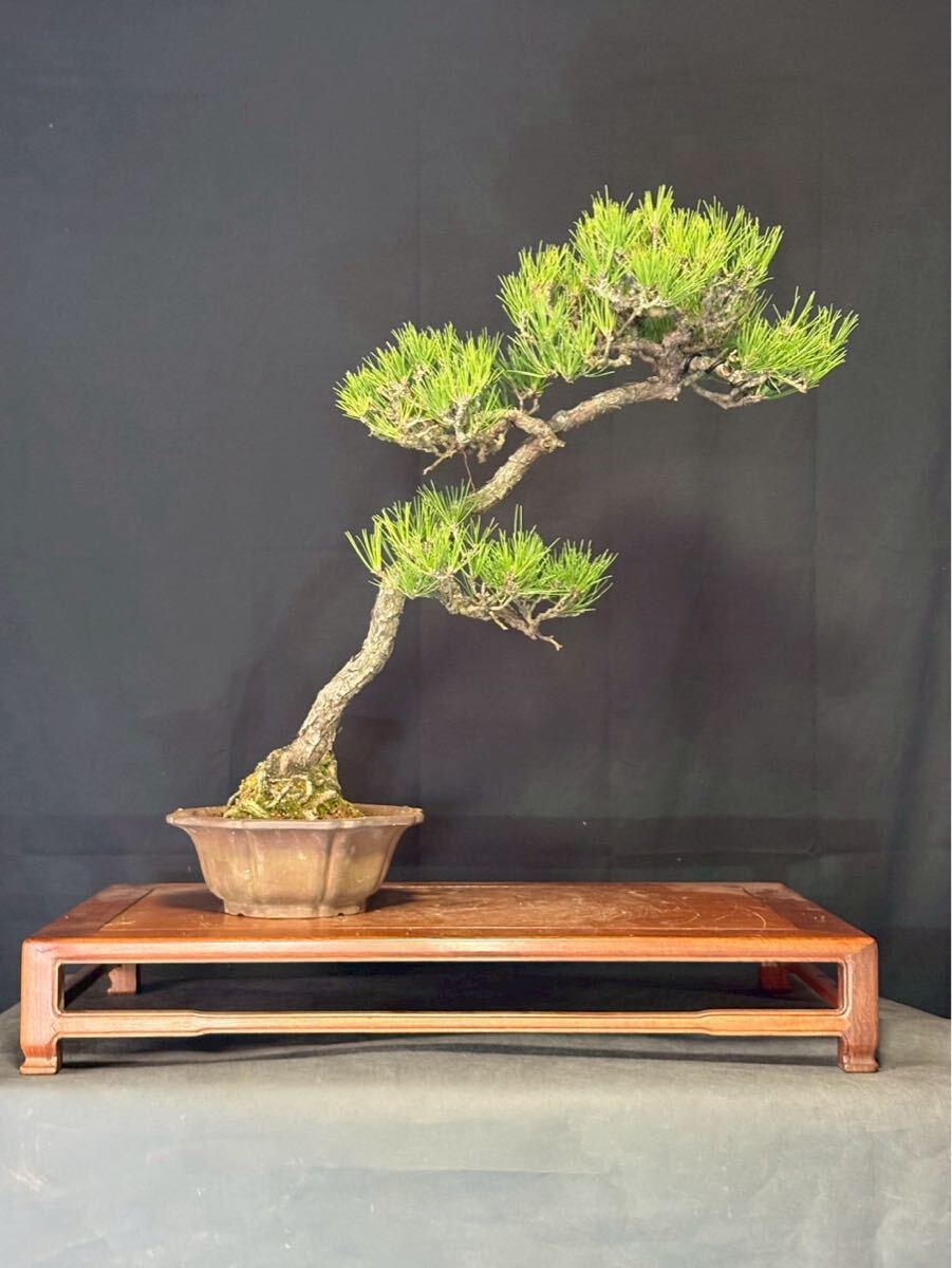 黒松 山採り 盆栽 文人 大品 古木 山樹 山採盆栽