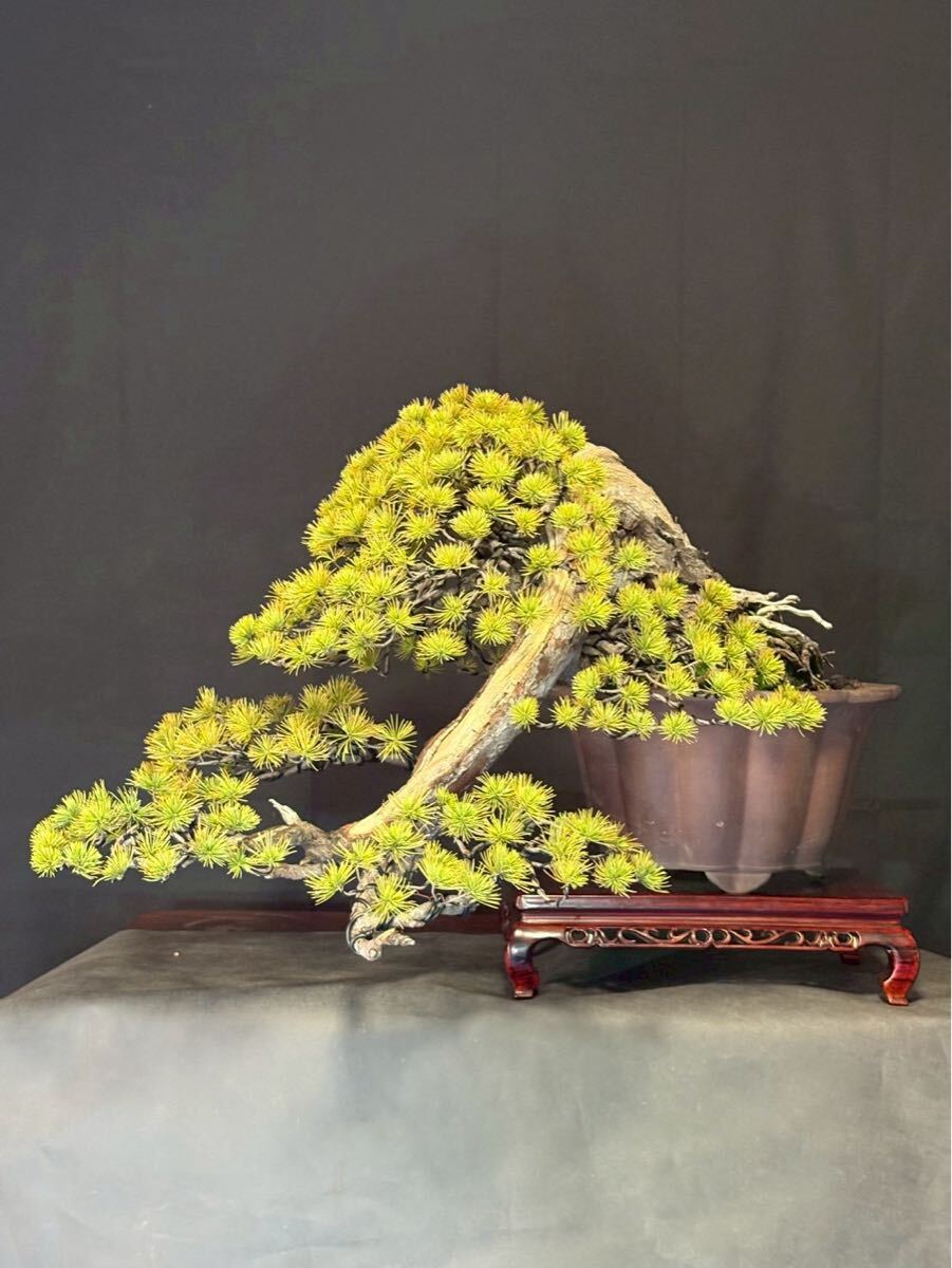 五葉松 山採り 古木 盆栽 日曜終了 中品　半懸崖 那須五葉松　神　舎利　盆栽リース　盆栽レンタル
