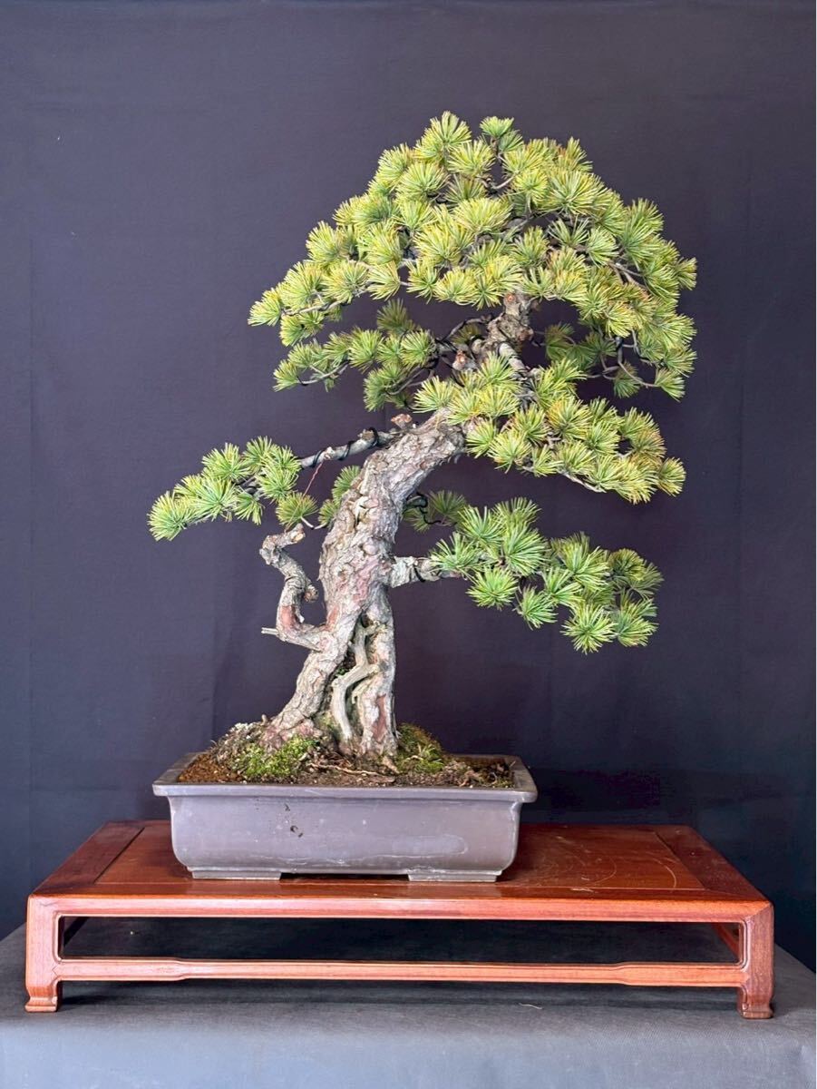 五葉松 山採り 古木 盆栽 大品盆栽　盆栽レンタル　盆栽リース　展示会　神　舎利　模様樹