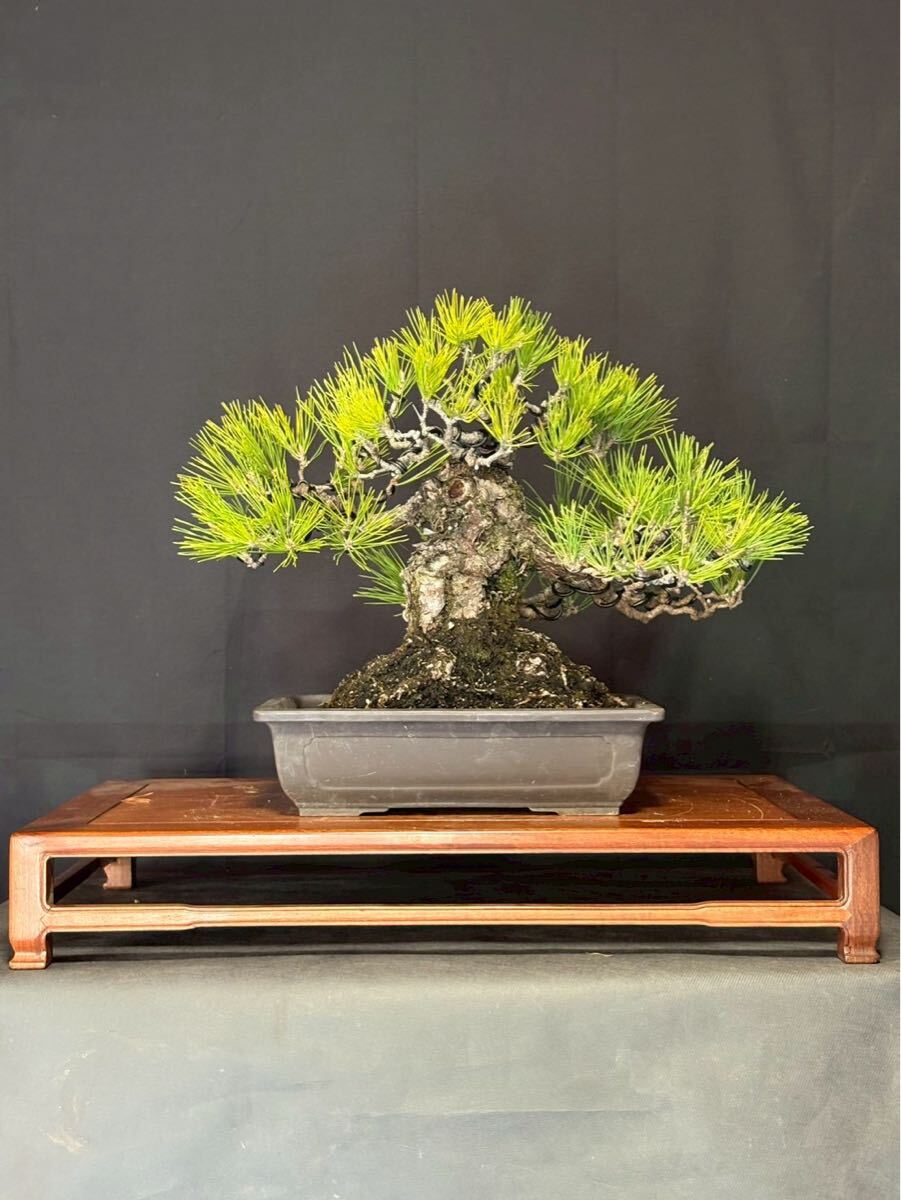 黒松 山採り 古木 盆栽 山樹　中品　太幹　盆栽リース　盆栽レンタル　根張り　