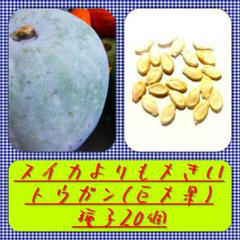 【送料無料】トウガン(巨大果)種子20個