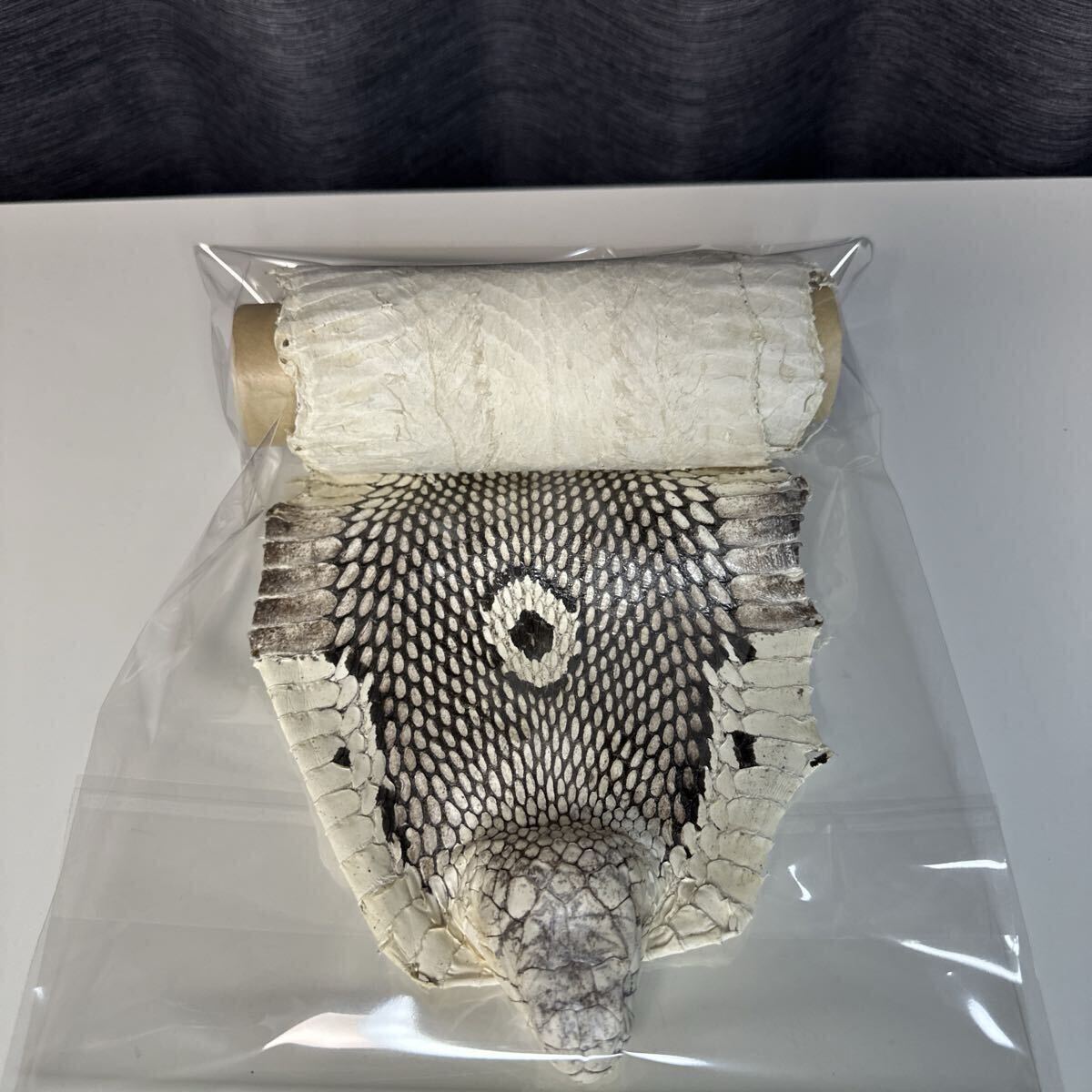 【未使用】 希少　キングコブラ　ヘッド付き　蛇革　全長　約154cm レザークラフト