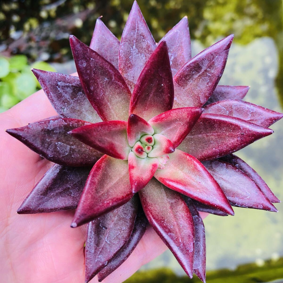赤い魂　発根済み　大苗　エケベリア　多肉植物
