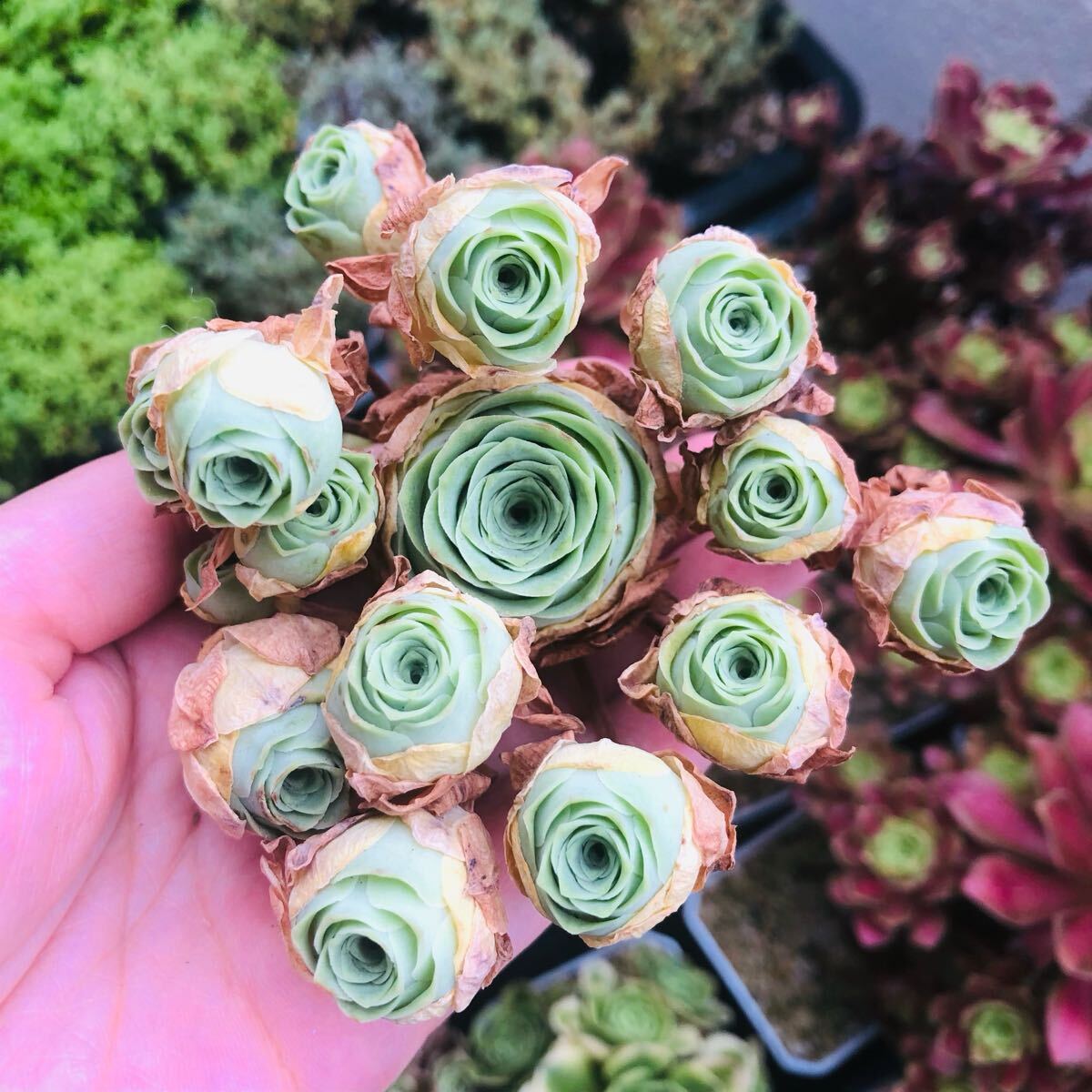 紫境　新品種　グリーノビア　アエオニウム　多肉植物