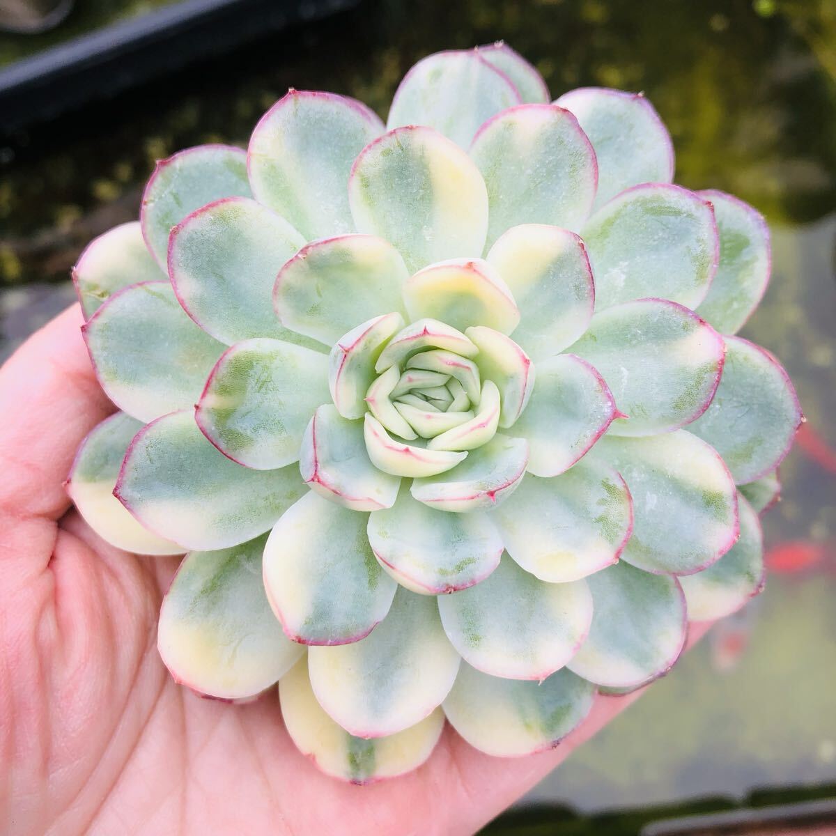 ストロベリーアイス錦　綺麗な色斑入り　多肉植物　エケベリア