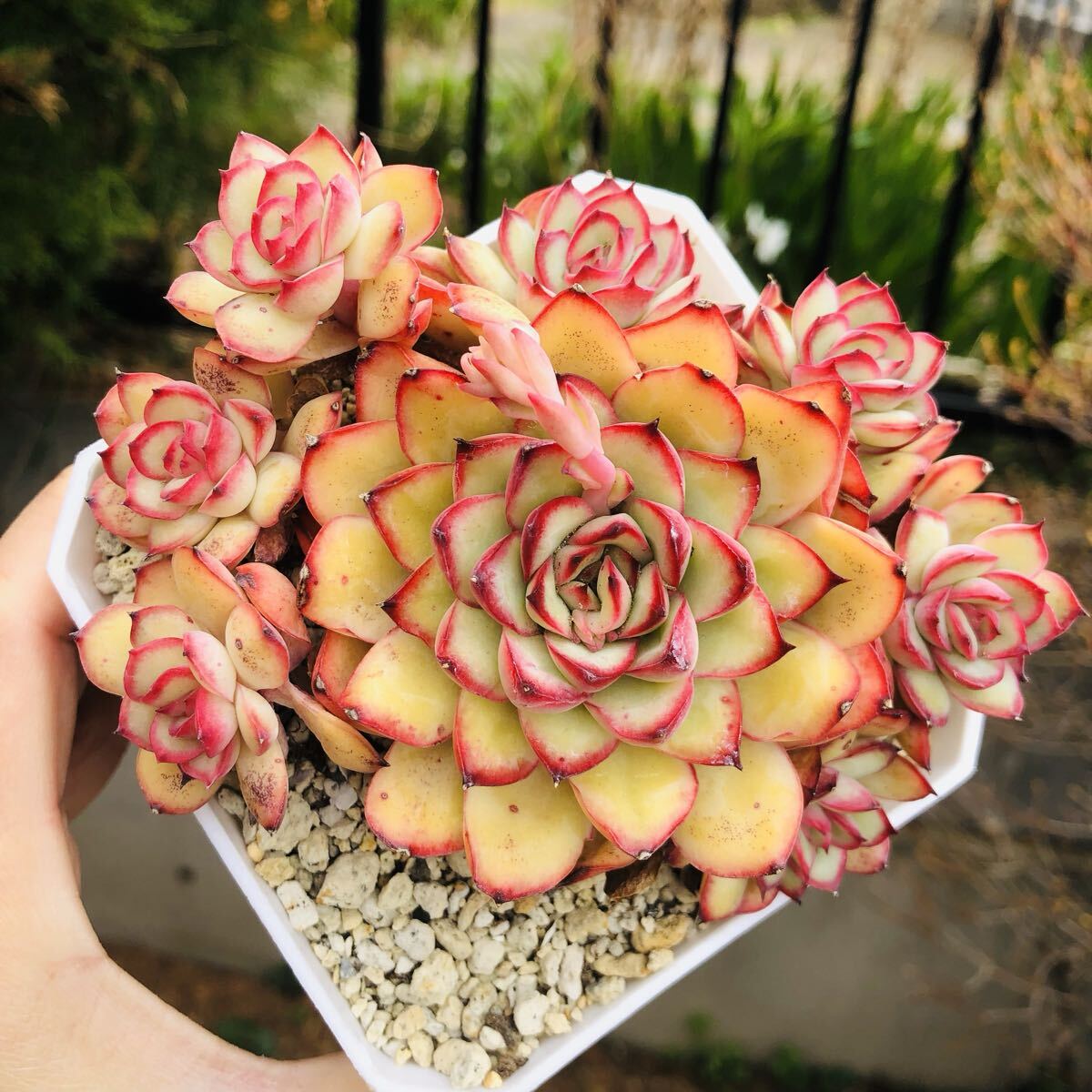 メキシコプリドニス　群生　大苗　エケベリア　多肉植物