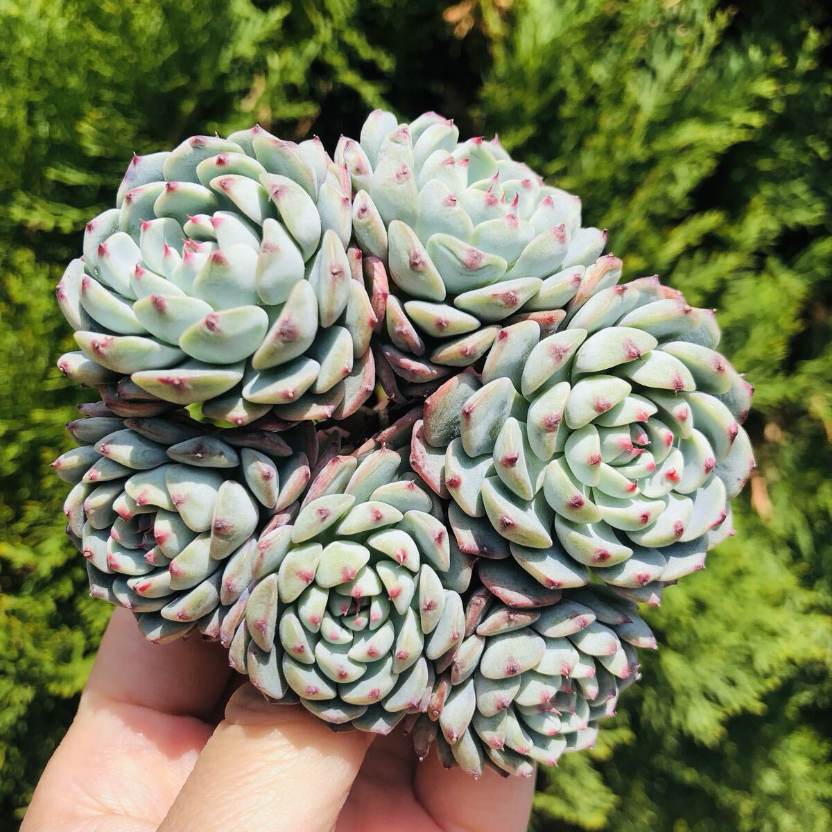 ブルーミニマ　群生　エケベリア　多肉植物