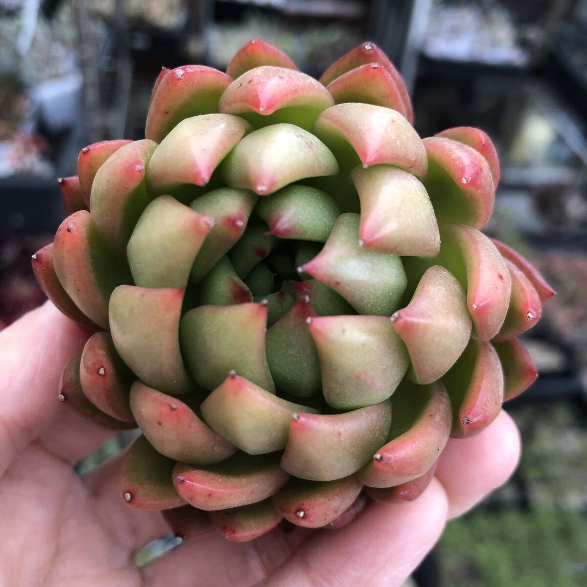 シャカ　新品種　エケベリア　多肉植物
