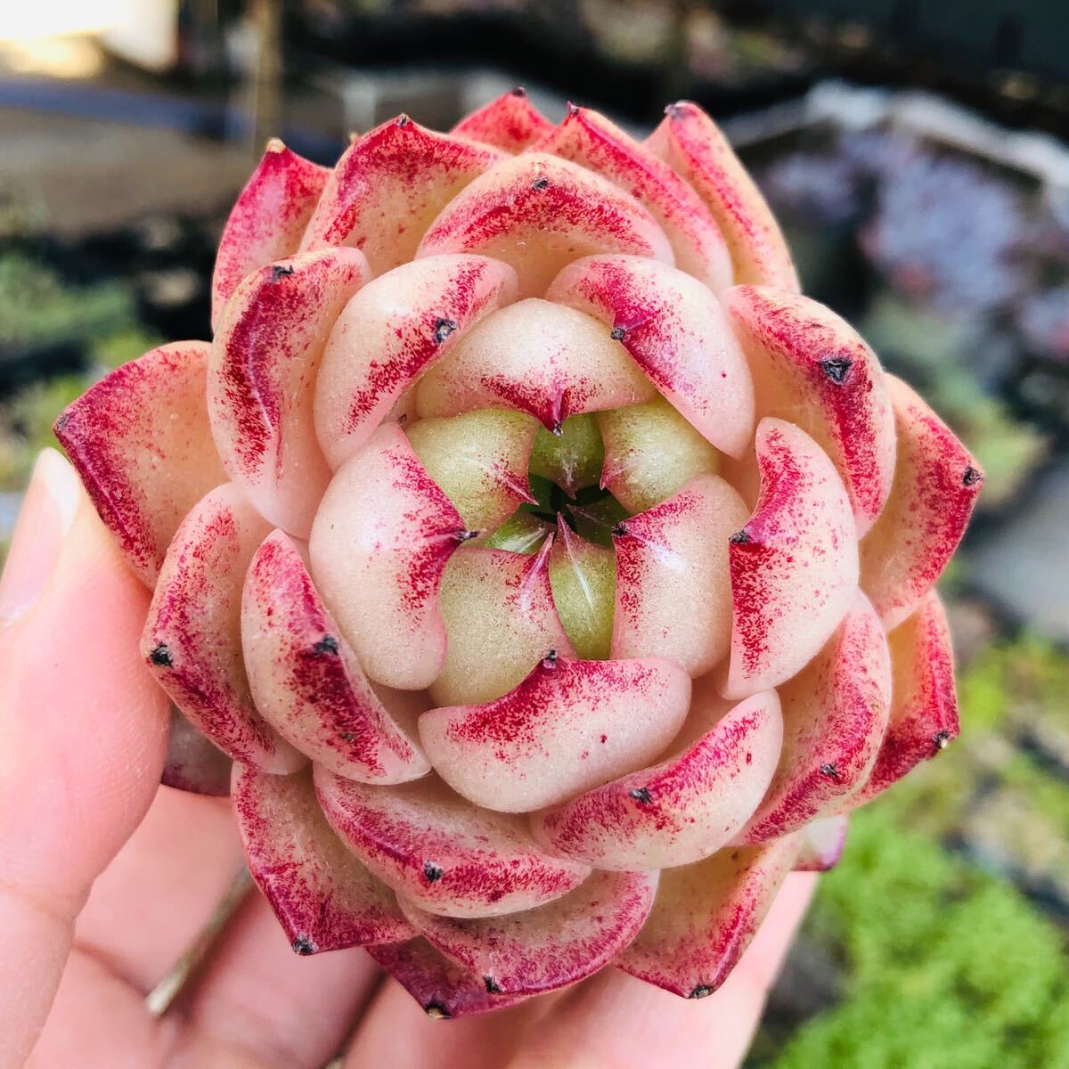 ティラミス　新品種　子付き　エケベリア　多肉植物