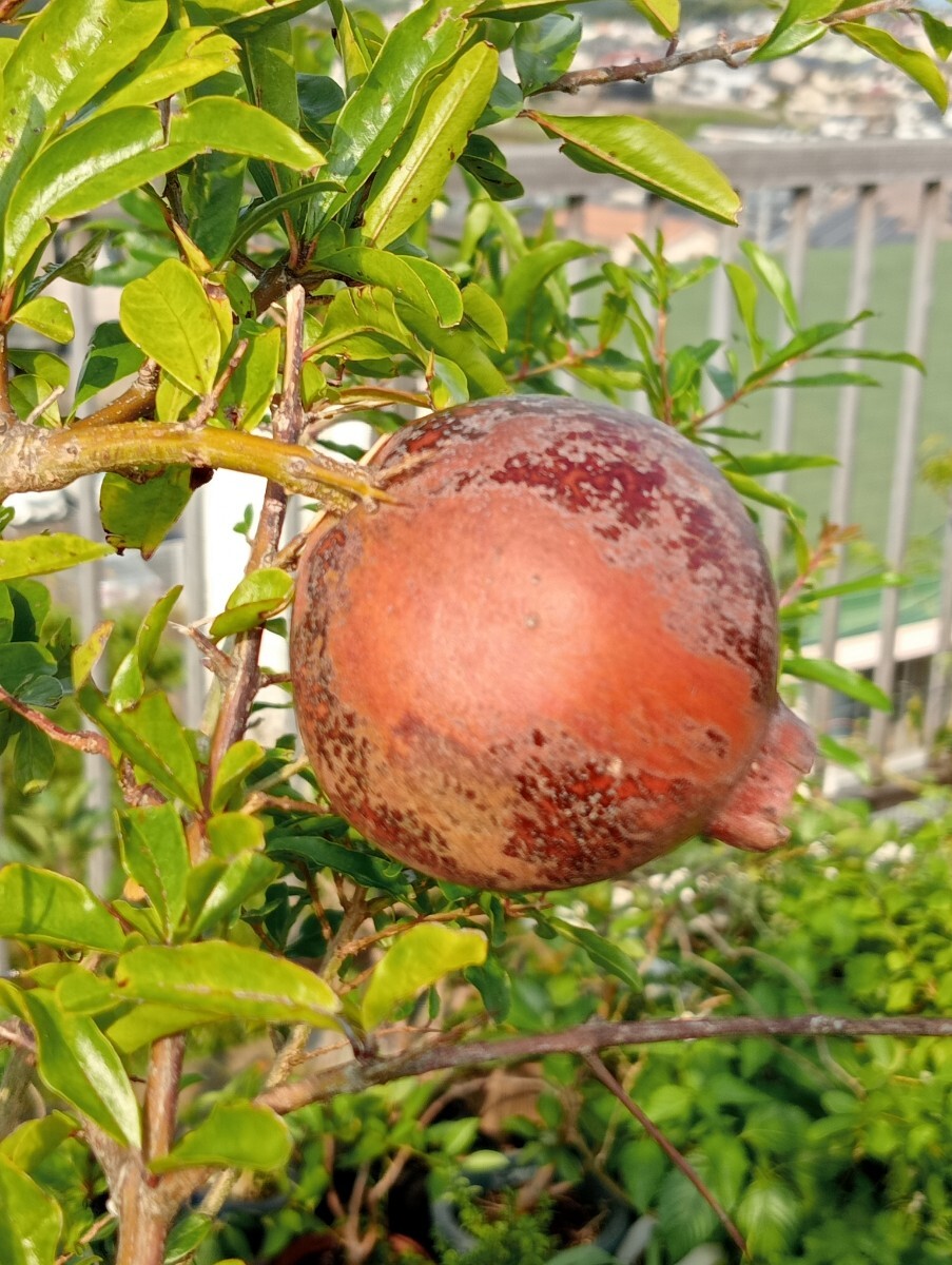 ザクロ 33cm程　スーパーフード 下横