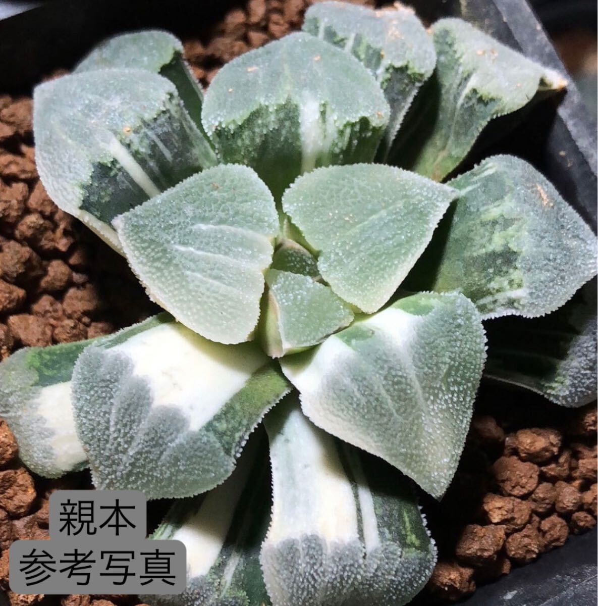 32 多肉植物 ハオルチア　ハートピグマエア錦　自家繁殖　抜き苗発送