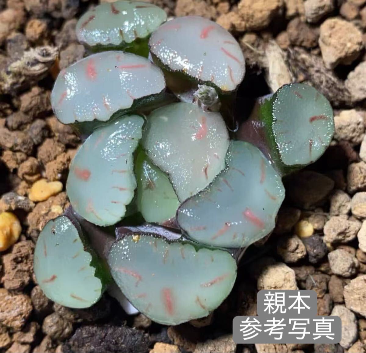 60 多肉植物 ハオルチア　紅月様万象錦　自家繁殖　抜き苗発送