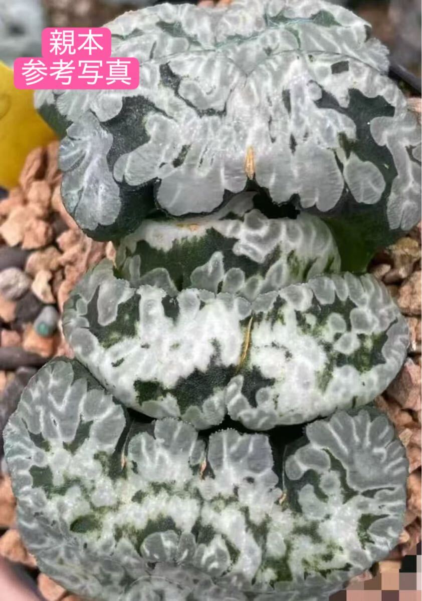 64 多肉植物 ハオルチア　天下雄覇玉扇　自家繁殖　抜き苗発送