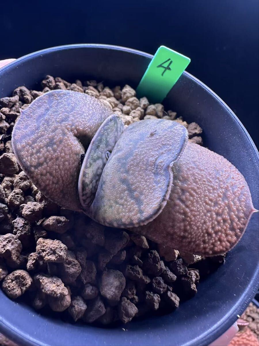 4 多肉植物 ハオルチア 臥牛実生　自家繁殖　抜き苗発送