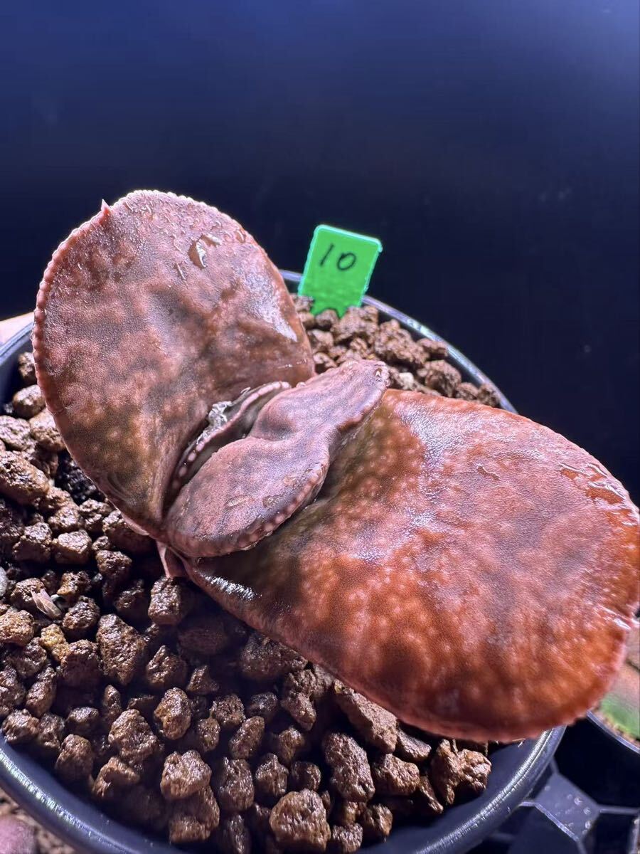 10 多肉植物 ハオルチア 臥牛実生　自家繁殖　抜き苗発送