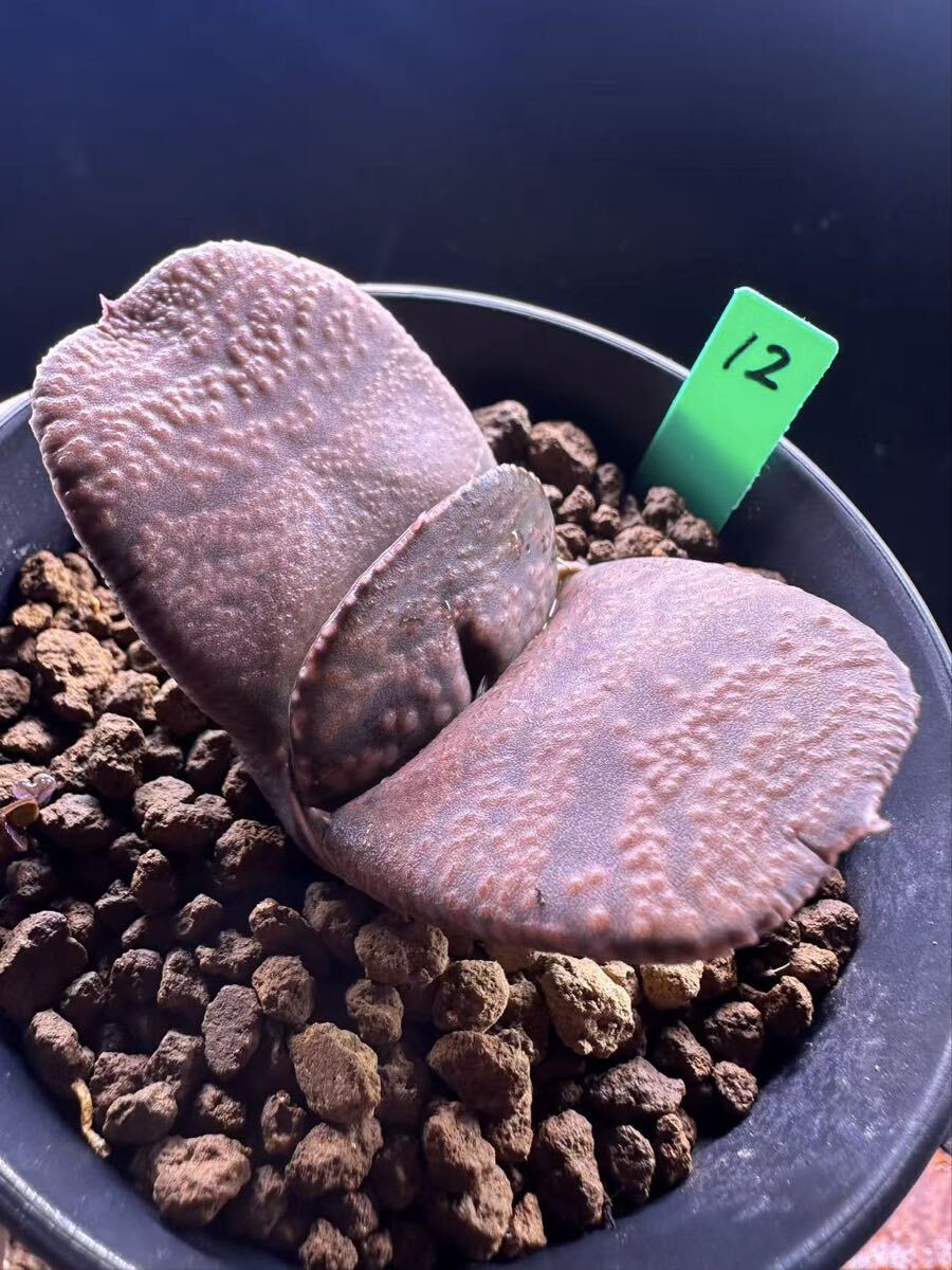 12 多肉植物 ハオルチア 臥牛実生　自家繁殖　抜き苗発送