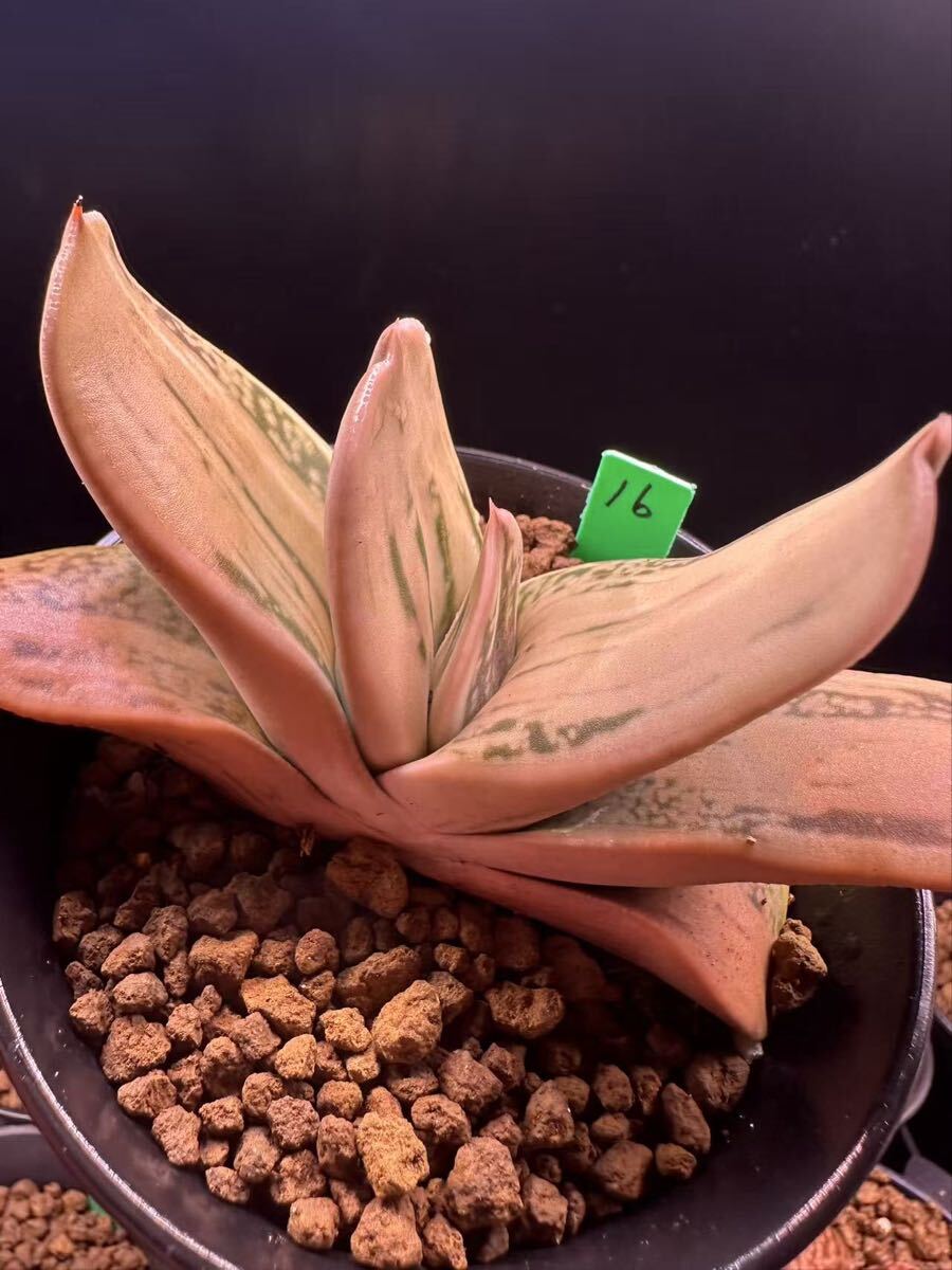 16 多肉植物 ハオルチア 臥牛実生　自家繁殖　抜き苗発送