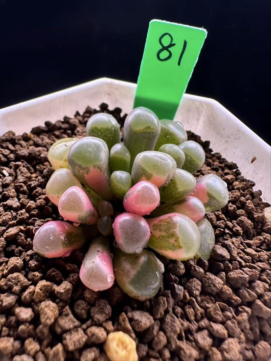 81 多肉植物 エケベリア　五十鈴玉錦　自家繁殖　抜き苗発送