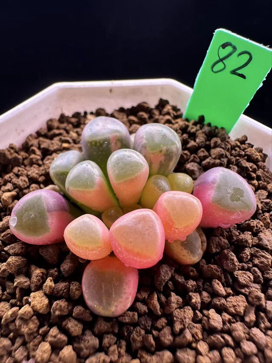 82 多肉植物 エケベリア　五十鈴玉錦　自家繁殖　抜き苗発送