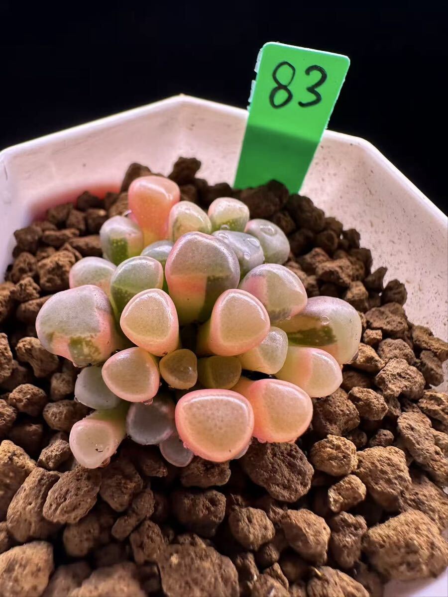 83 多肉植物 エケベリア　五十鈴玉錦　自家繁殖　抜き苗発送