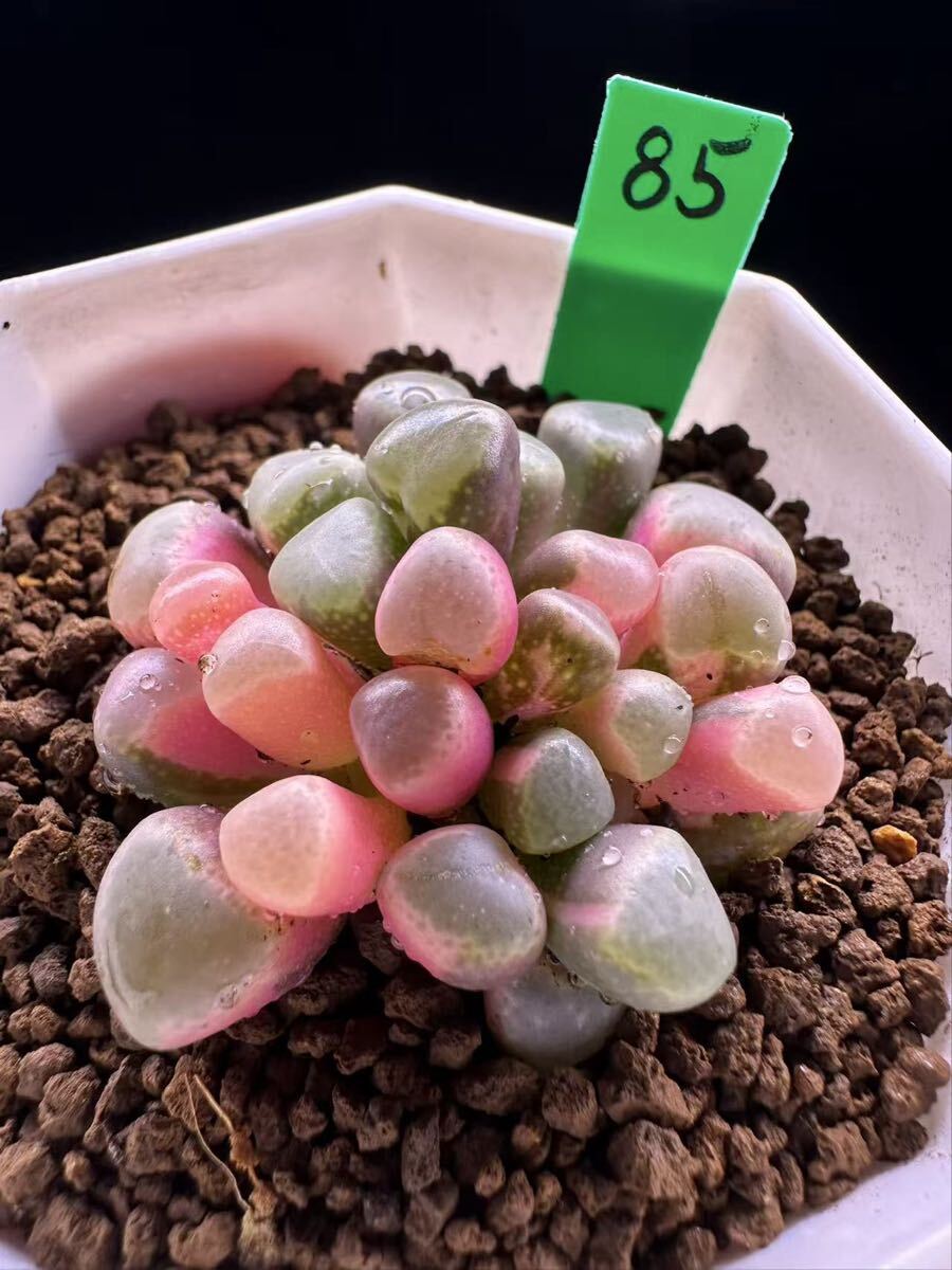 85 多肉植物 エケベリア　五十鈴玉錦　自家繁殖　抜き苗発送