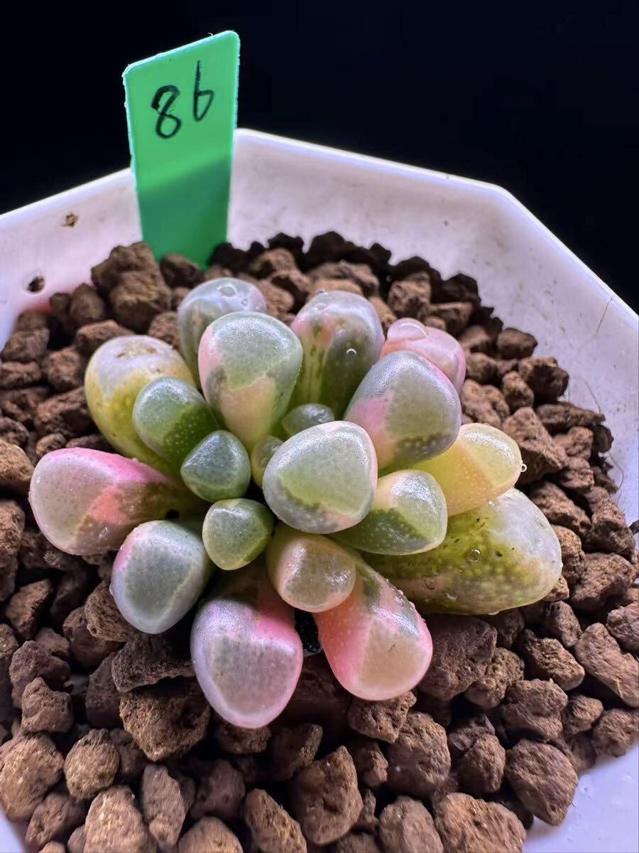 86 多肉植物 エケベリア　五十鈴玉錦　自家繁殖　抜き苗発送