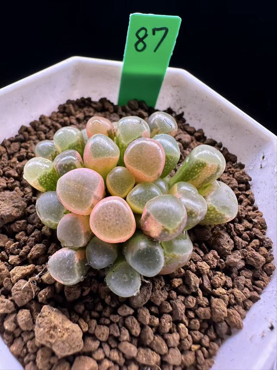 87 多肉植物 エケベリア　五十鈴玉錦　自家繁殖　抜き苗発送