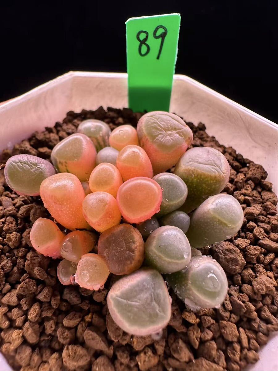 89 多肉植物 エケベリア　五十鈴玉錦　自家繁殖　抜き苗発送