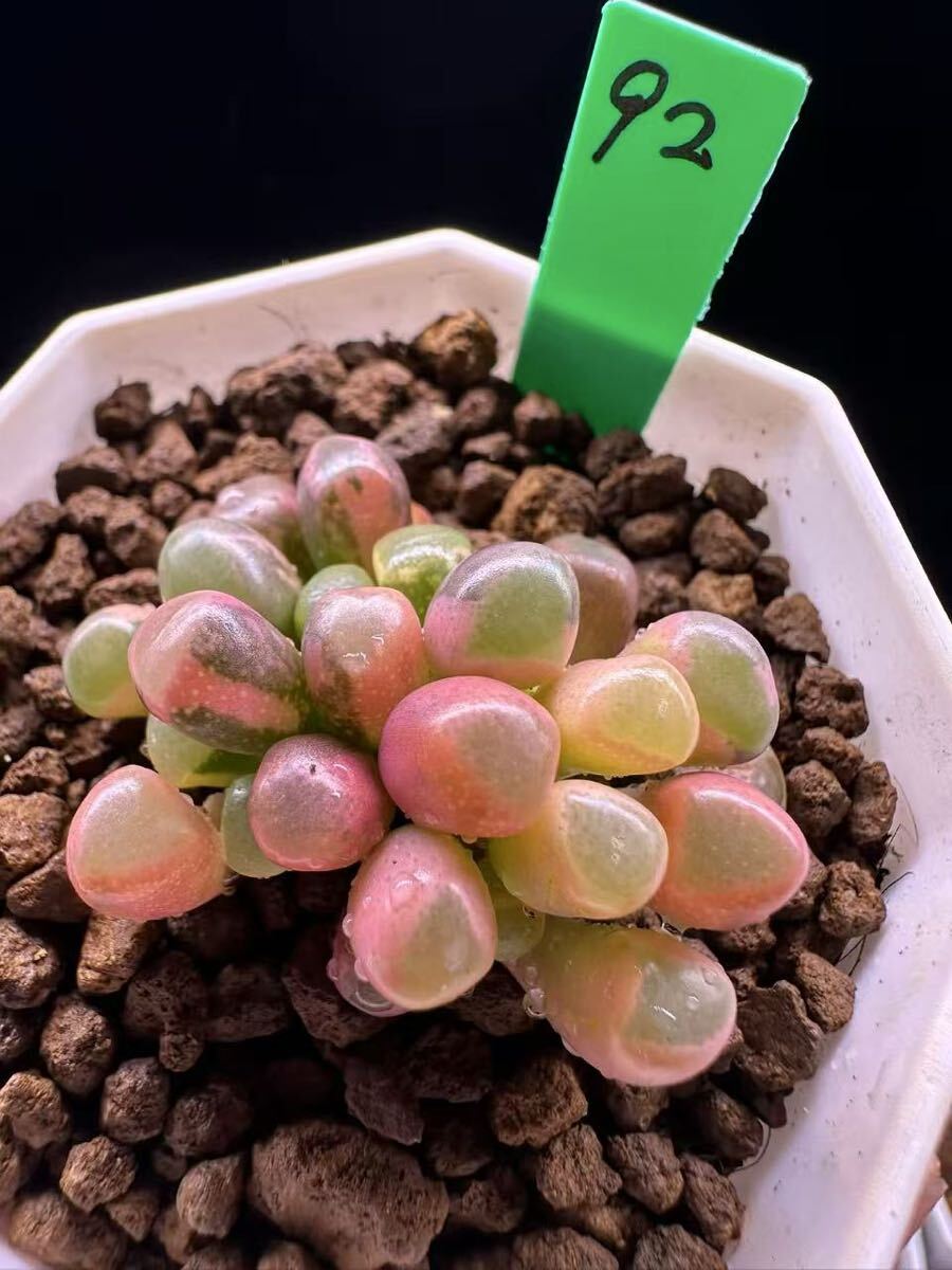 92 多肉植物 エケベリア　五十鈴玉錦　自家繁殖　抜き苗発送