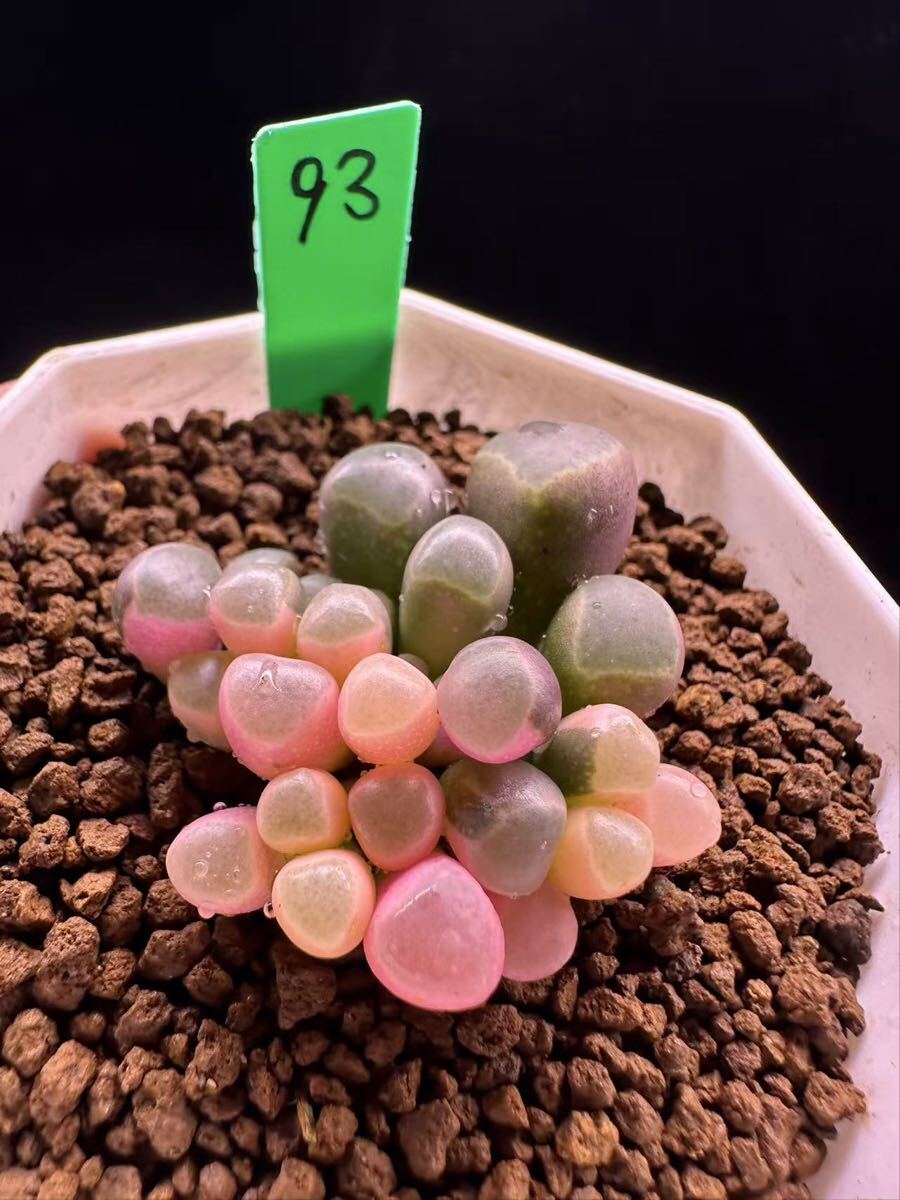 93 多肉植物 エケベリア　五十鈴玉錦　自家繁殖　抜き苗発送