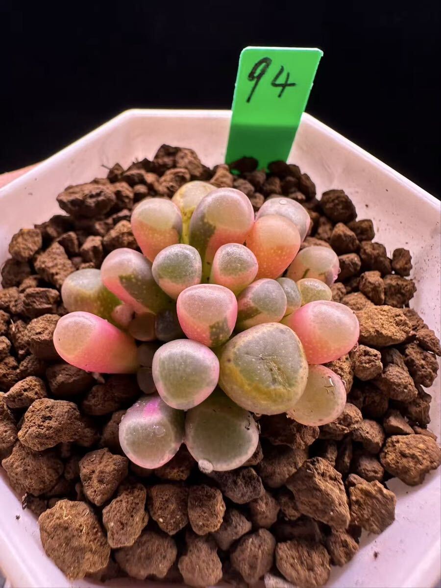 94 多肉植物 エケベリア　五十鈴玉錦　自家繁殖　抜き苗発送