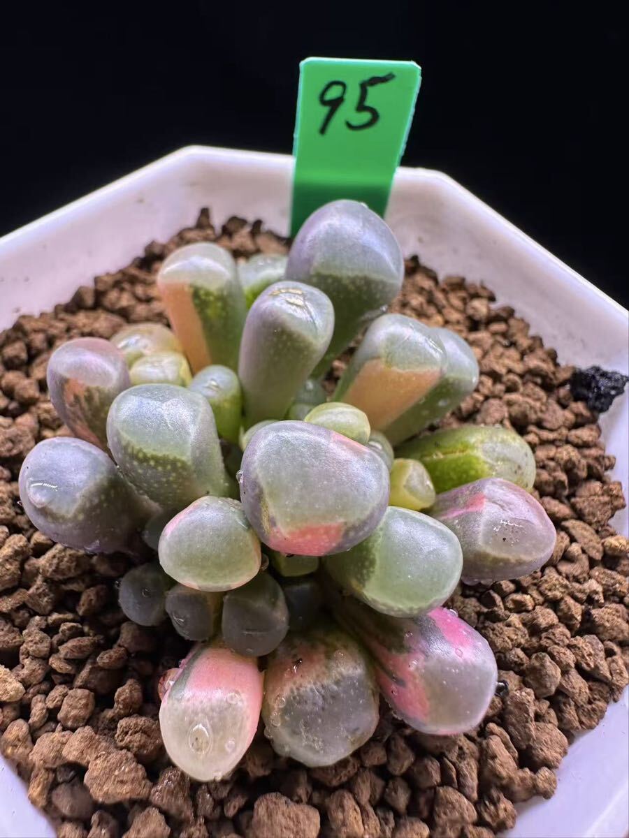 95 多肉植物 エケベリア　五十鈴玉錦　自家繁殖　抜き苗発送