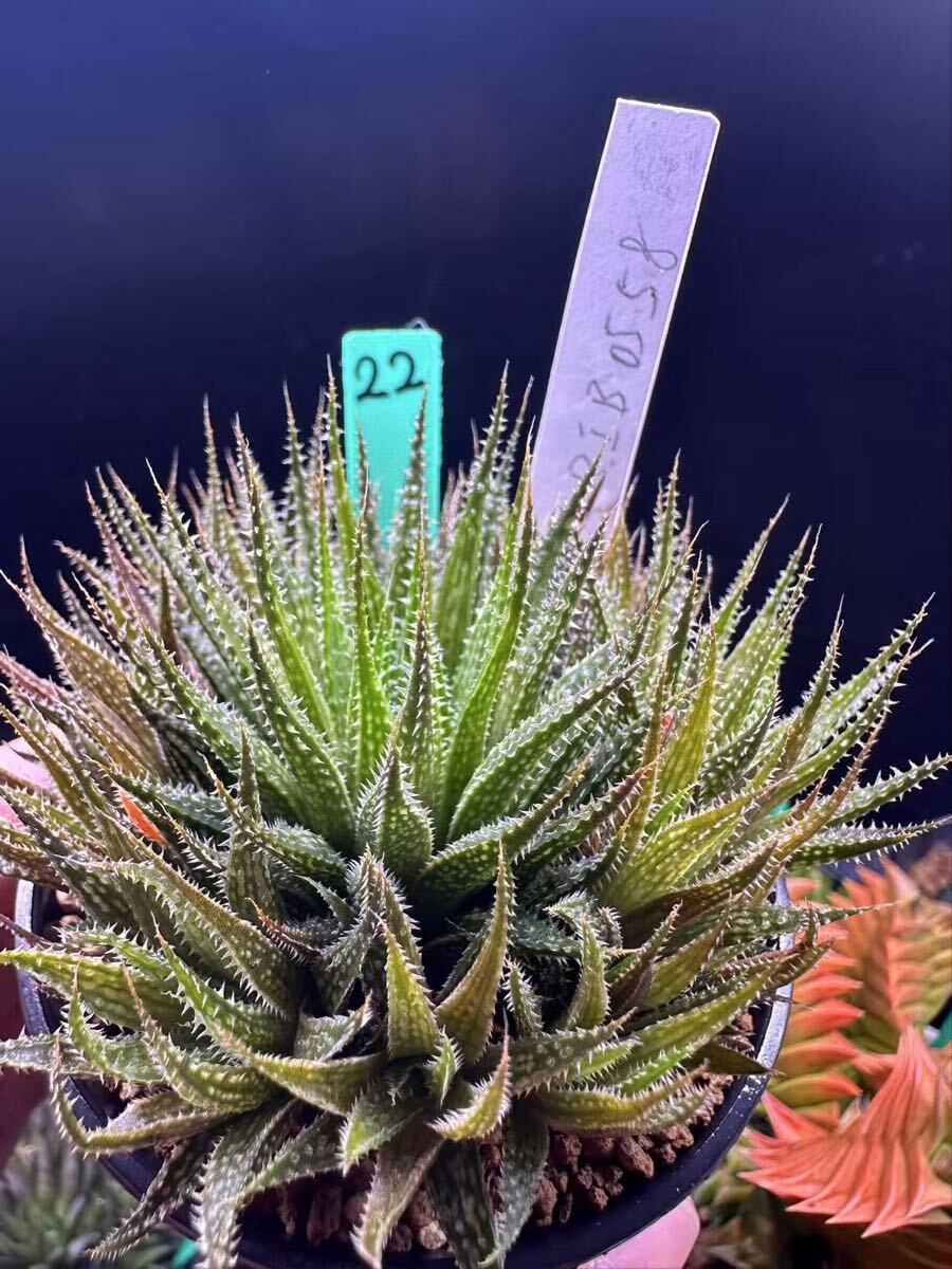 22 多肉植物 ハオルチア　RIB0558 自家繁殖　抜き苗発送