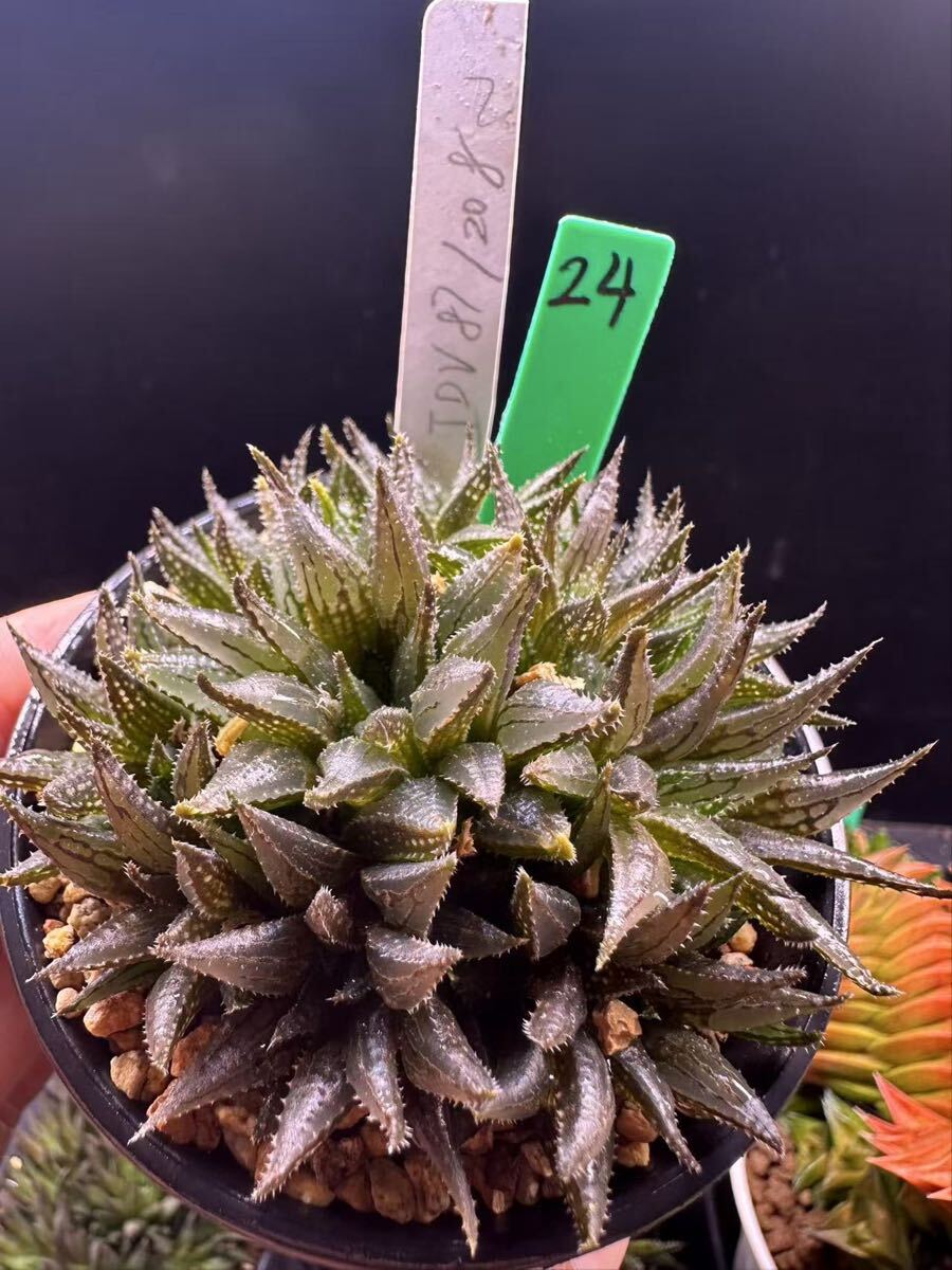 24 多肉植物 ハオルチア　JDV87/208 自家繁殖　抜き苗発送