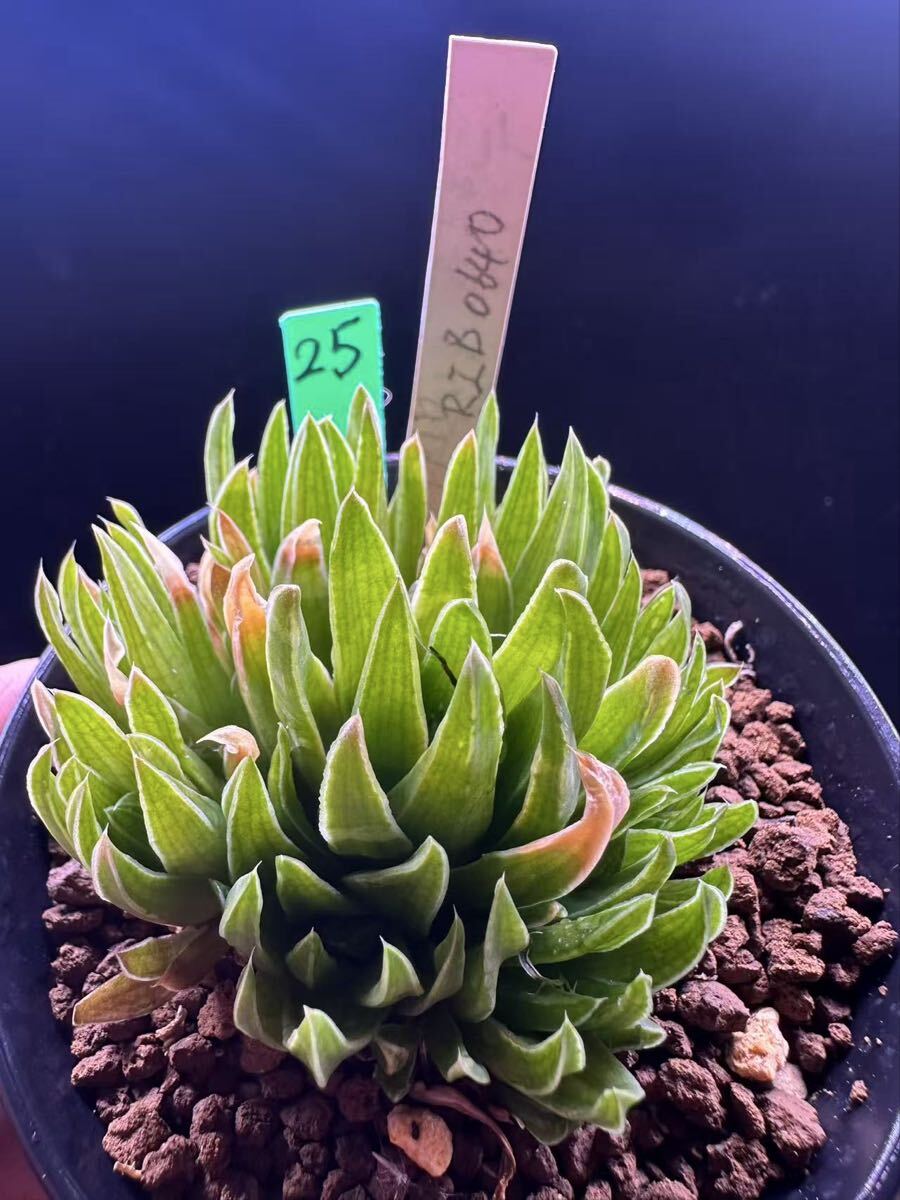 25 多肉植物 ハオルチア　RIB0640 自家繁殖　抜き苗発送